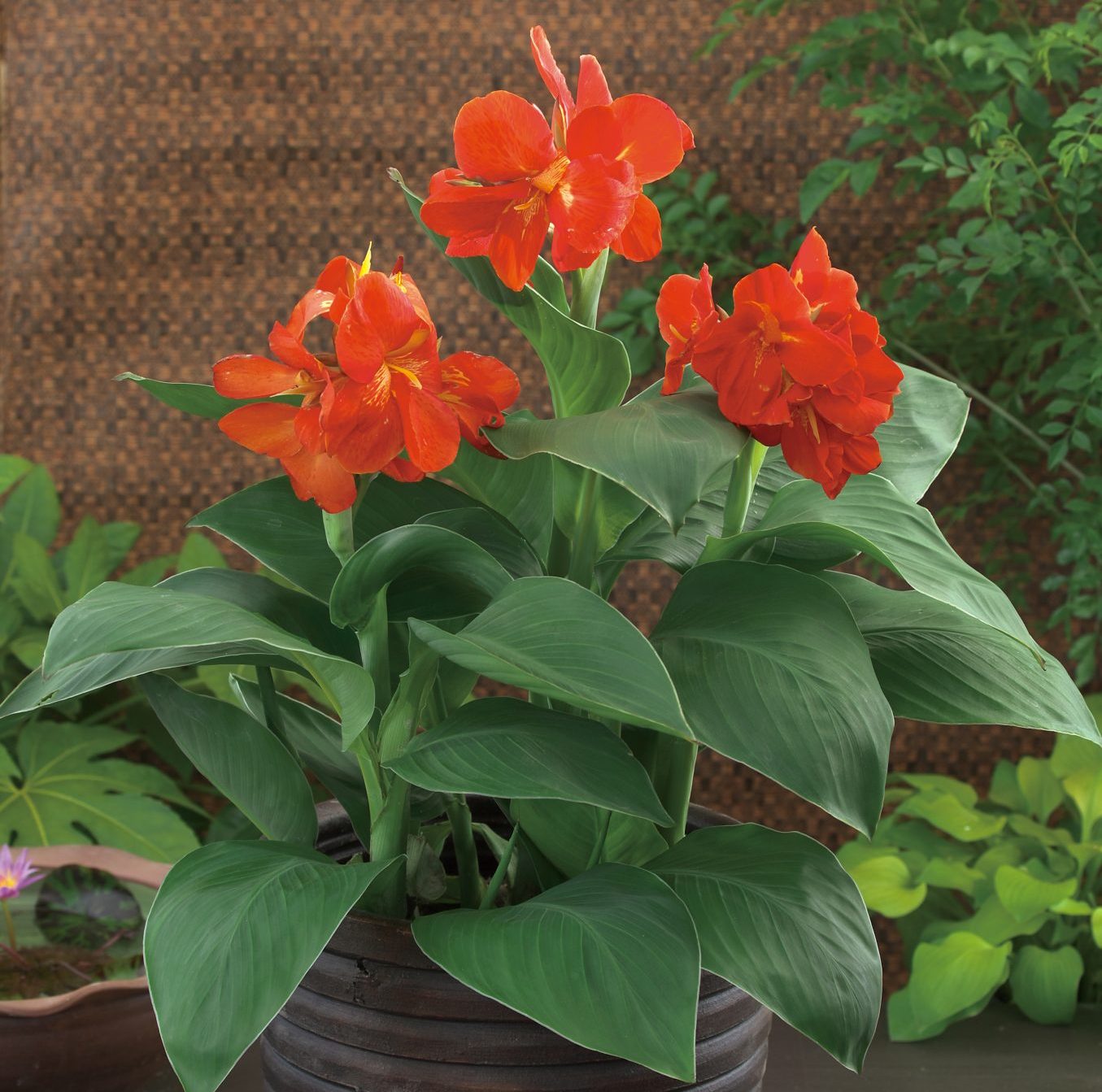 South Pacific Scarlet South Pacific Scarlet