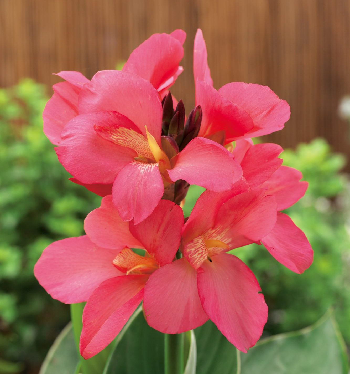 South Pacific Rose South Pacific Rose