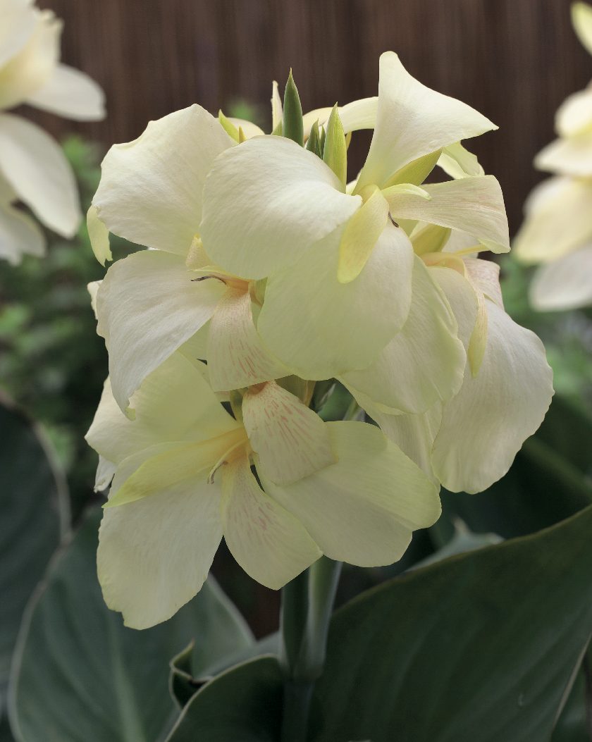 South Pacific White South Pacific White