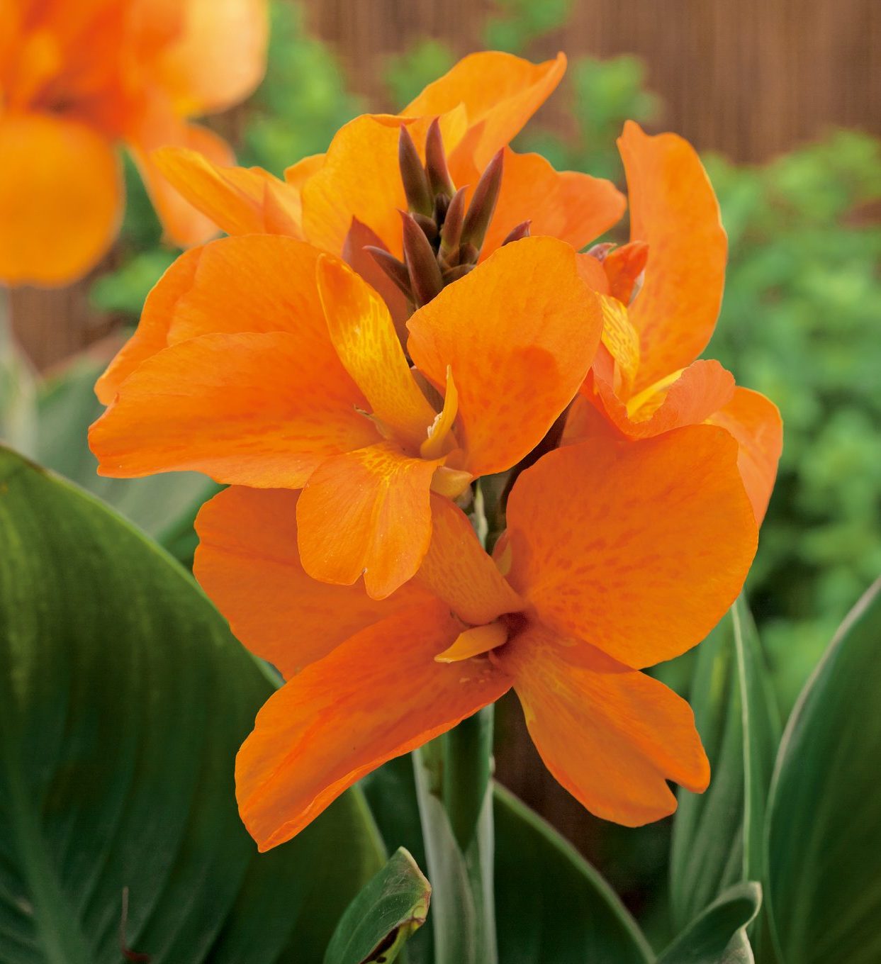 South Pacific Orange South Pacific Orange