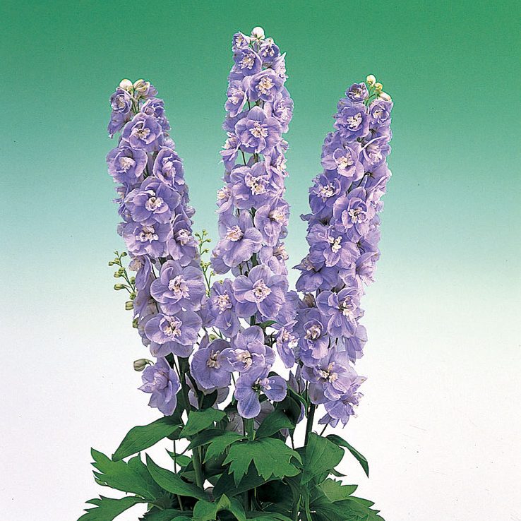 Aurora Lavender Aurora Lavender