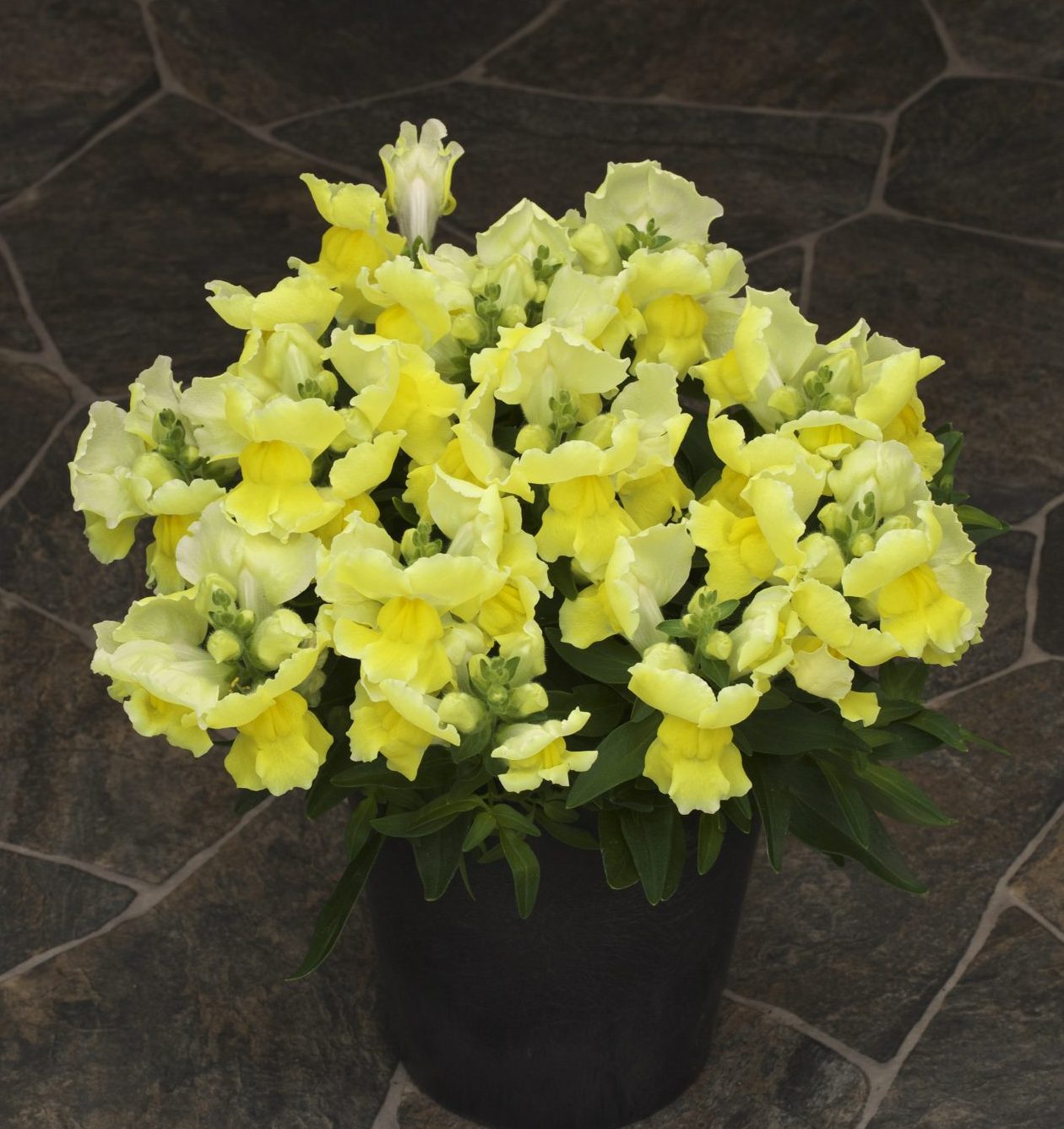 Statement Yellow Statement Yellow