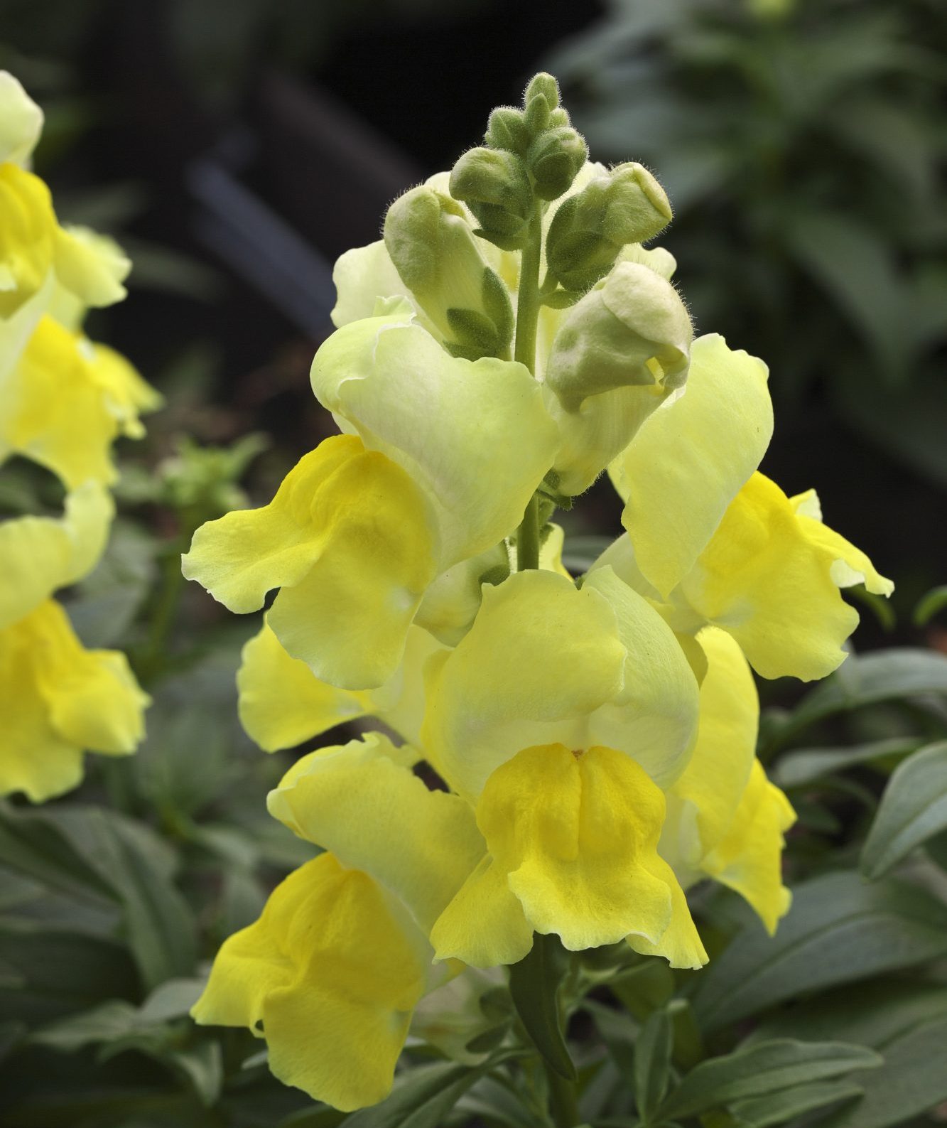 Statement Yellow Statement Yellow