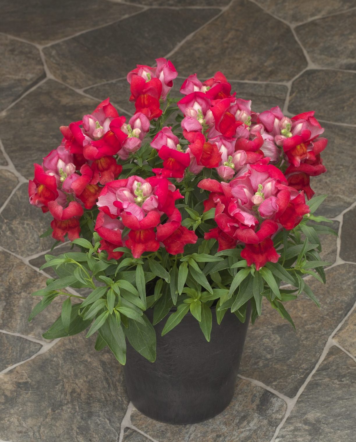 Statement Scarlet Statement Scarlet