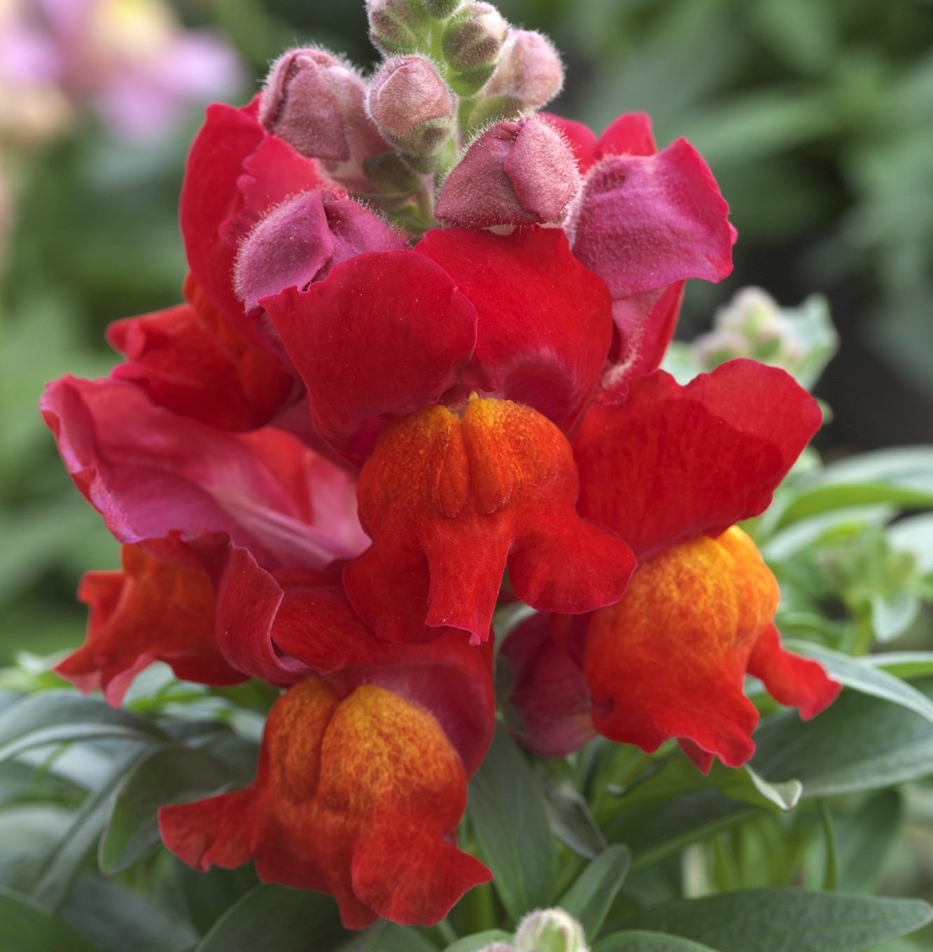 Statement Scarlet Statement Scarlet