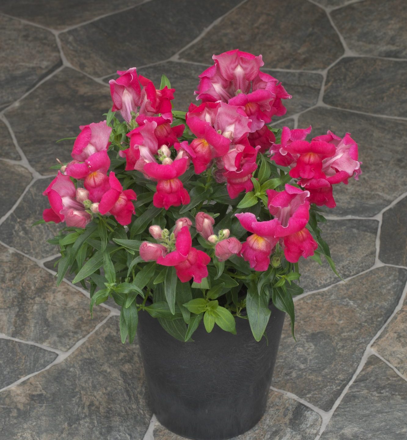 Statement Rose Statement Rose