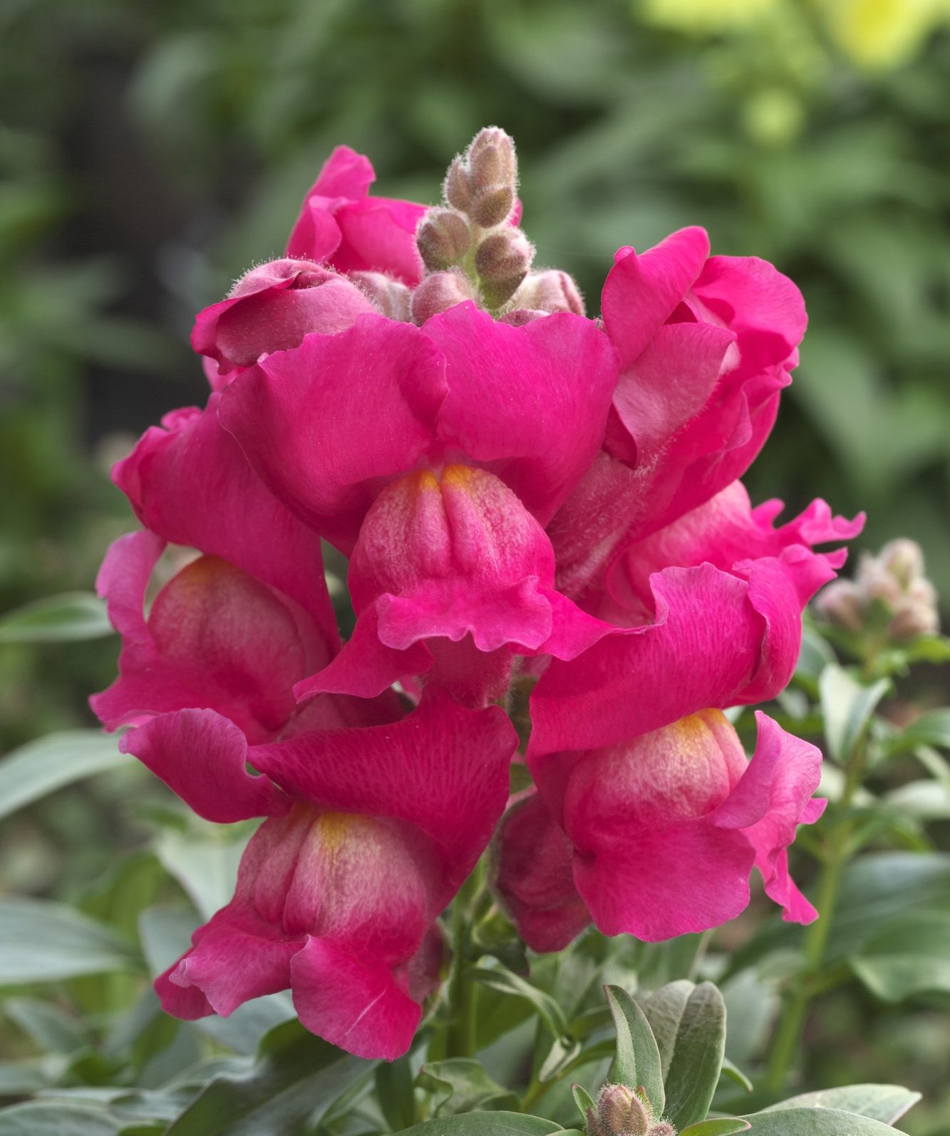 Statement Rose Statement Rose