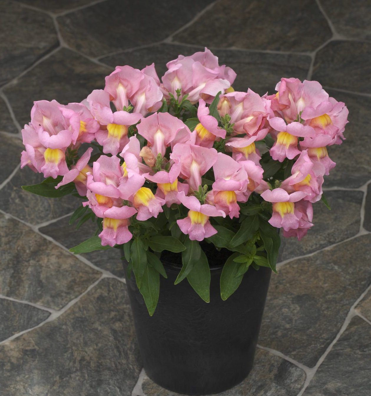 Statement Pink Statement Pink