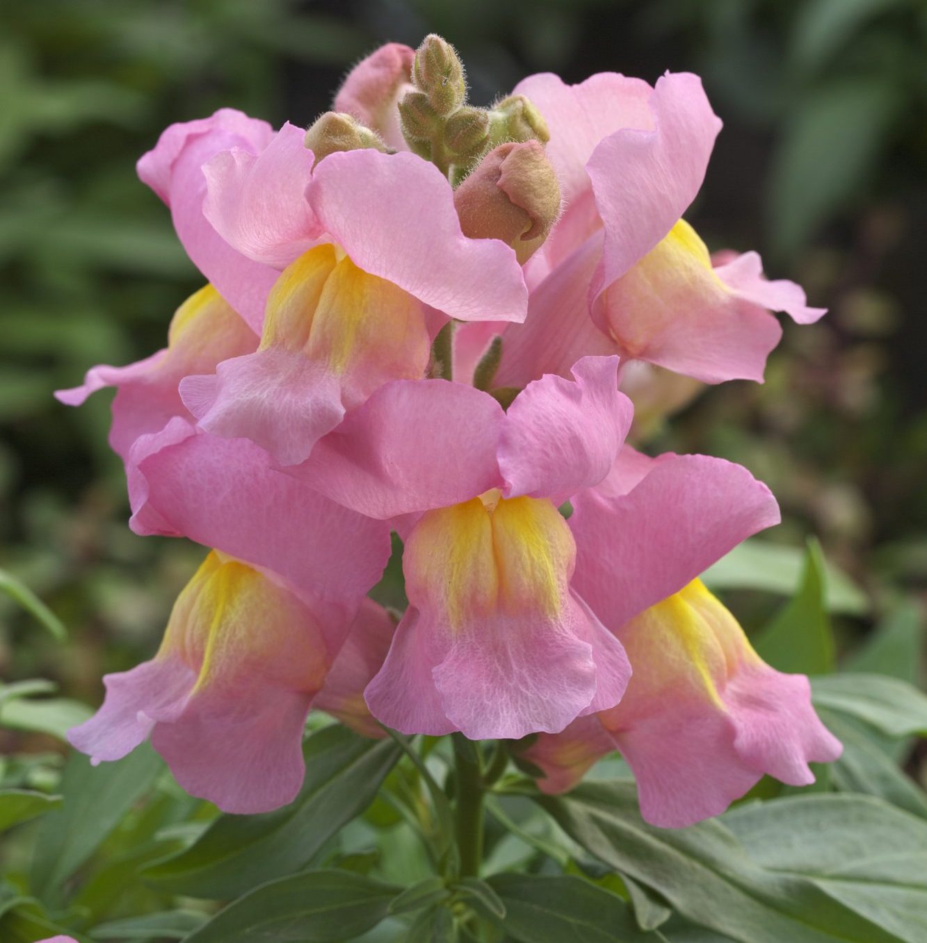 Statement Pink Statement Pink