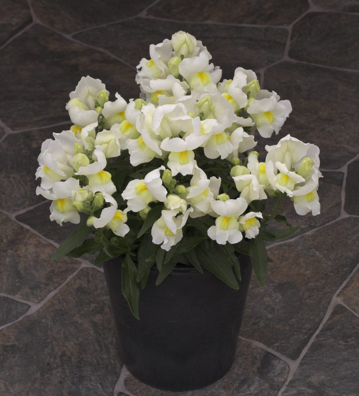 Statement White Statement White