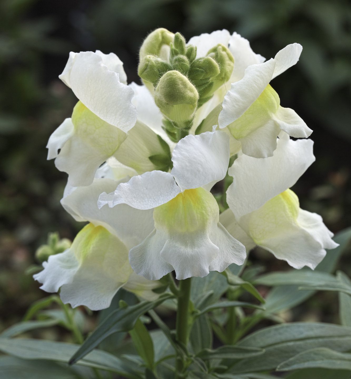 Statement White Statement White