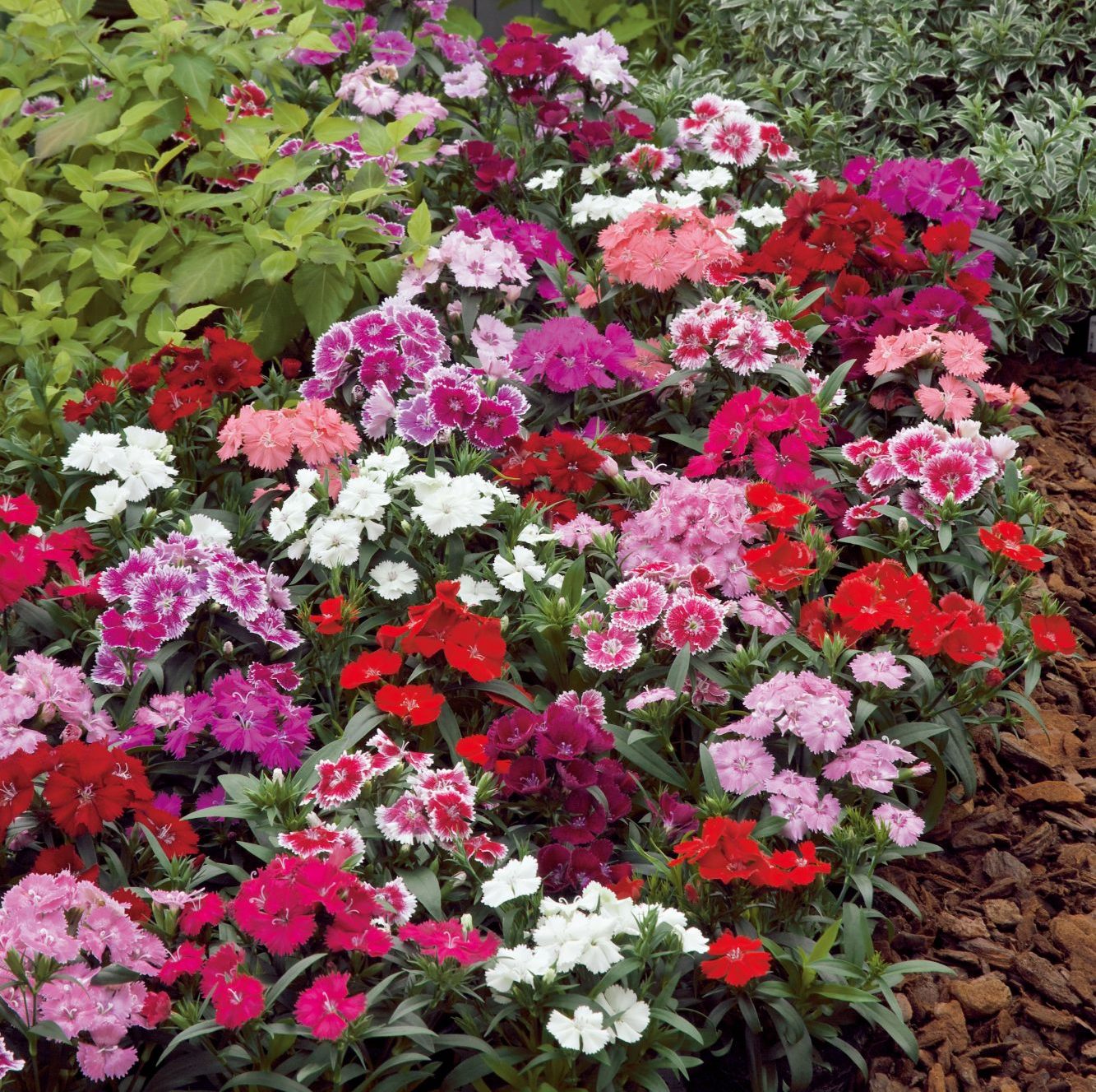 Telstar Mix Telstar Mix