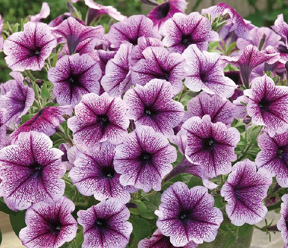 Opera Supreme Purple Vein Opera Supreme Purple Vein