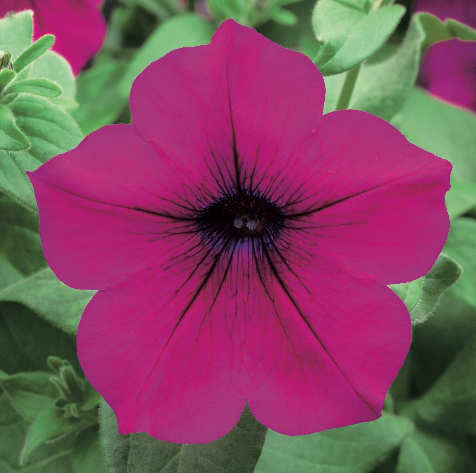 Trilogy Purple Gen2 Trilogy Purple Gen2