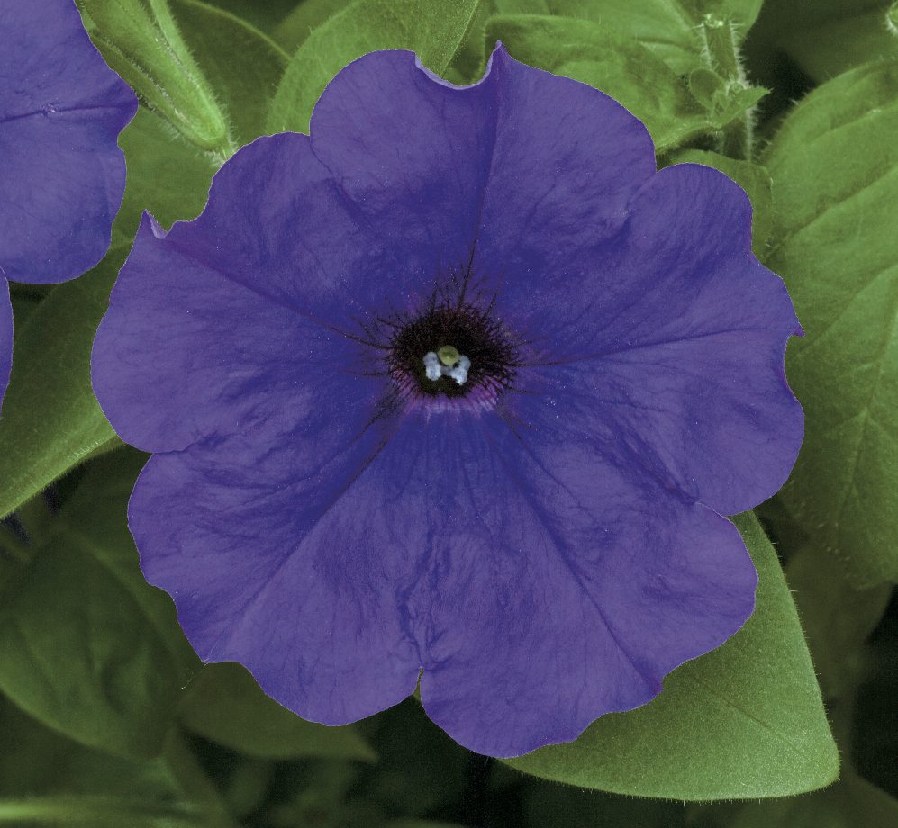 Trilogy Blue Trilogy Blue