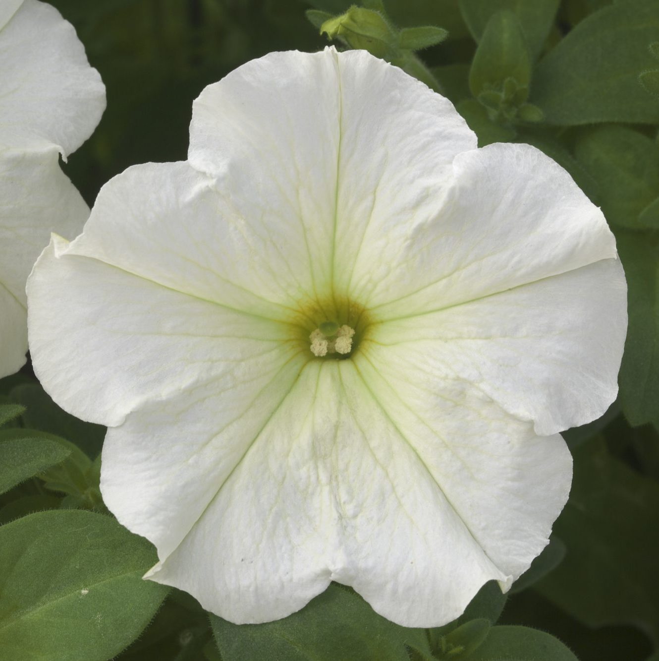 Trilogy Lime Trilogy Lime