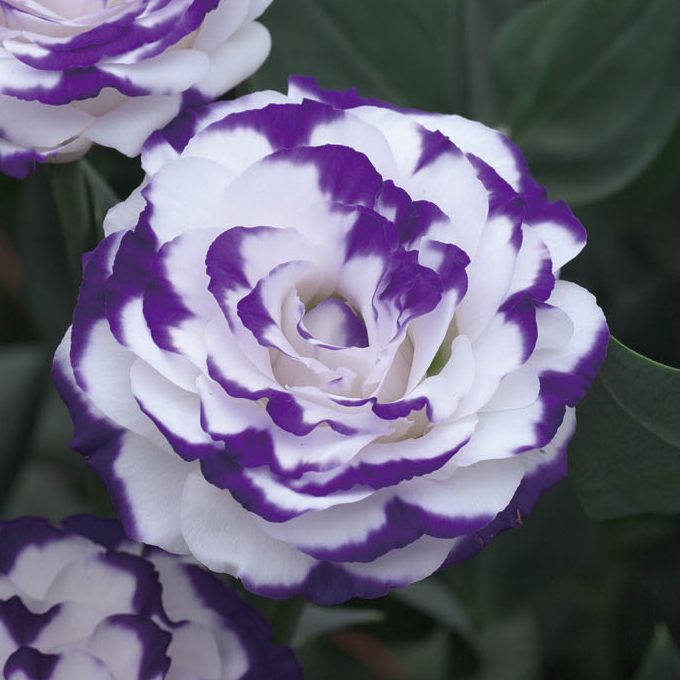 Croma III Blue Picotee Croma III Blue Picotee