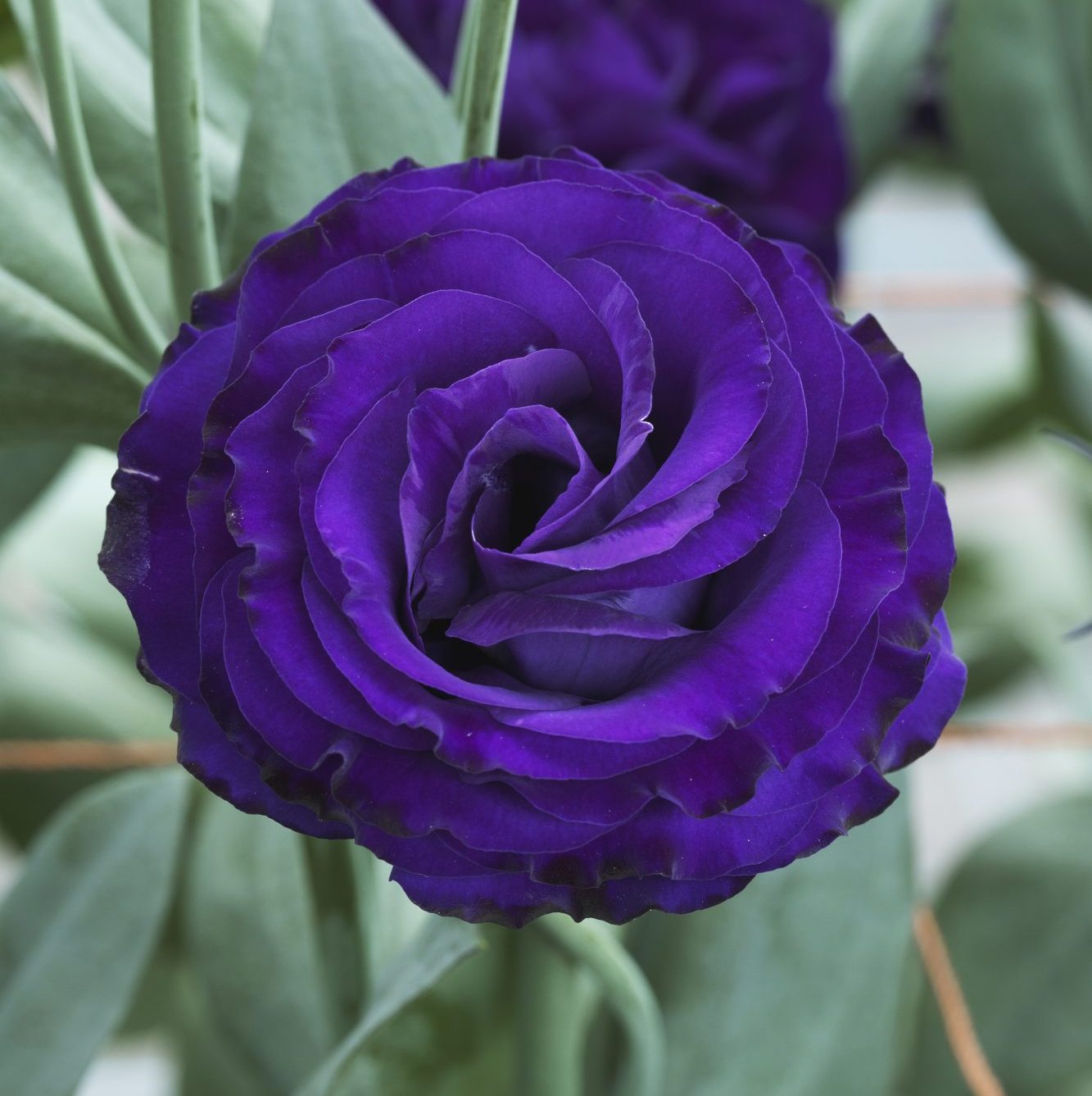 Croma II Purple Croma II Purple