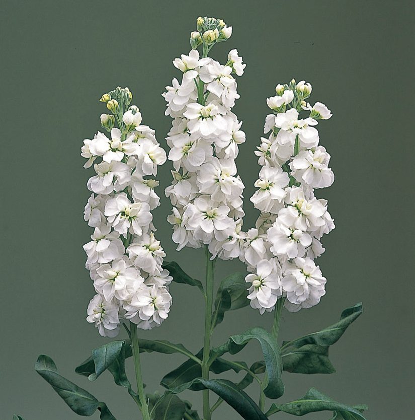 Canneto White Canneto White