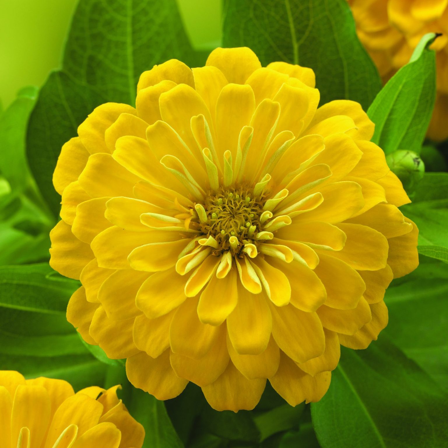 Preciosa Yellow Preciosa Yellow