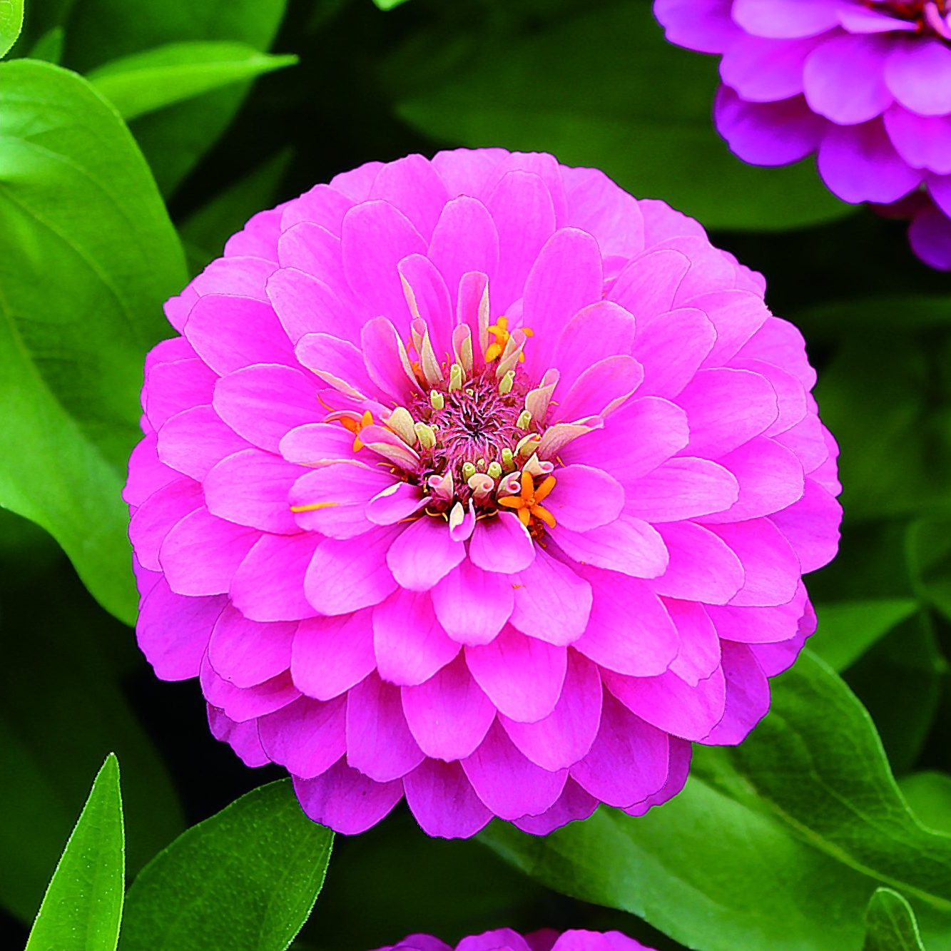 Preciosa Pink Preciosa Pink