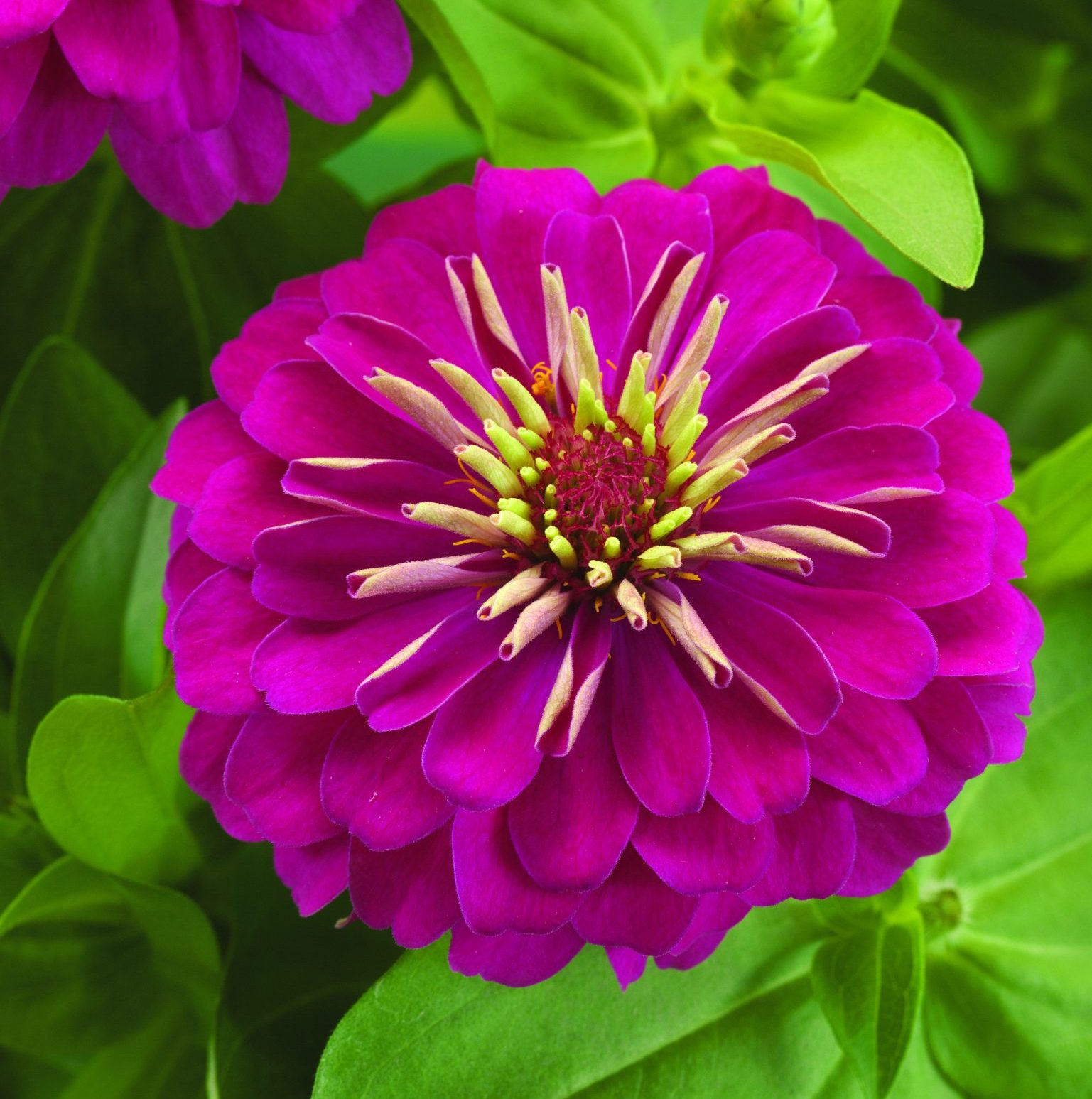 Preciosa Rose Preciosa Rose