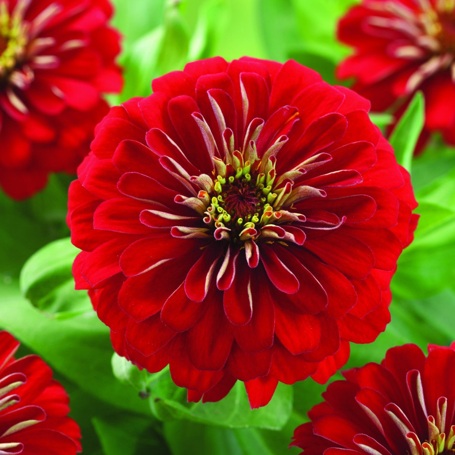 Preciosa Red Preciosa Red