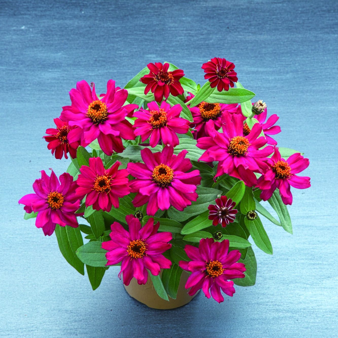 Belize Cherry Belize Cherry