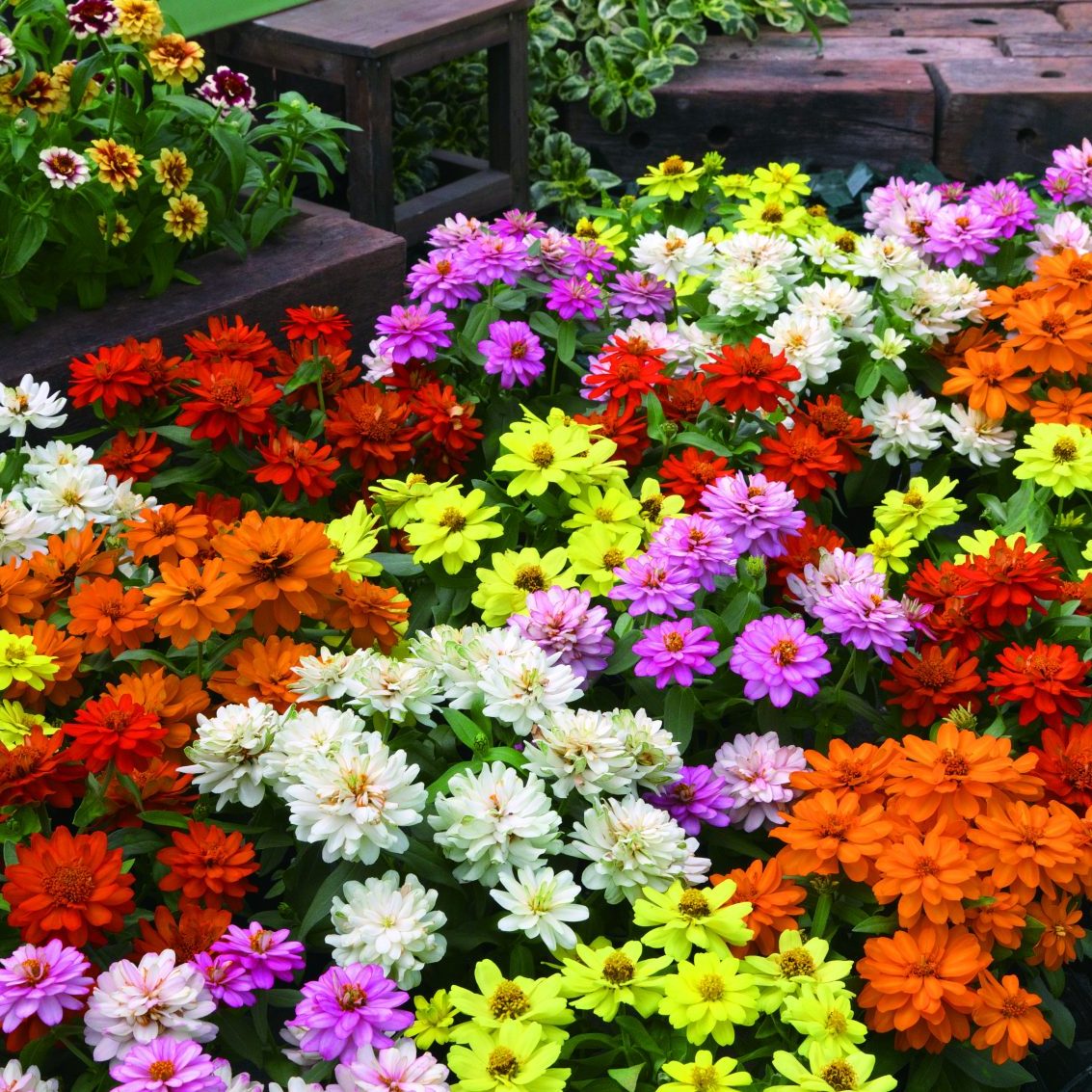 Belize Double Dreamland Mix Belize Double Dreamland Mix