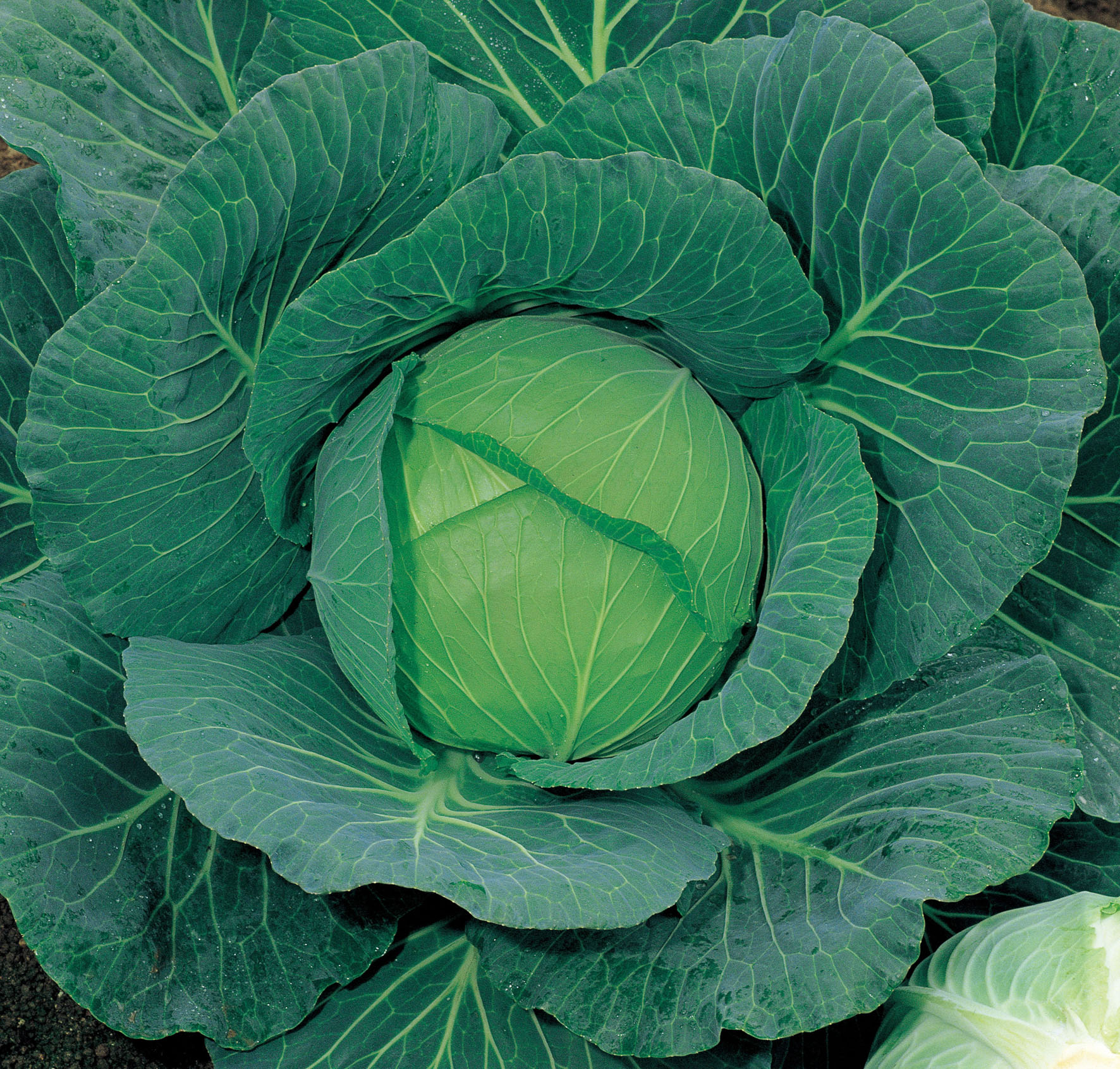 Repolho Sooshu Repolho Sooshu