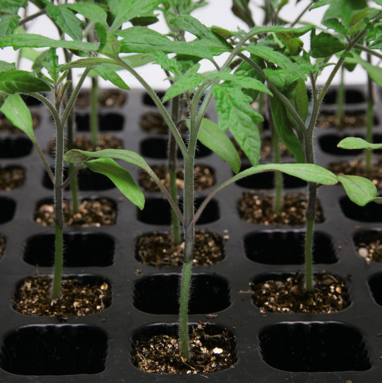 Green Power Green Power