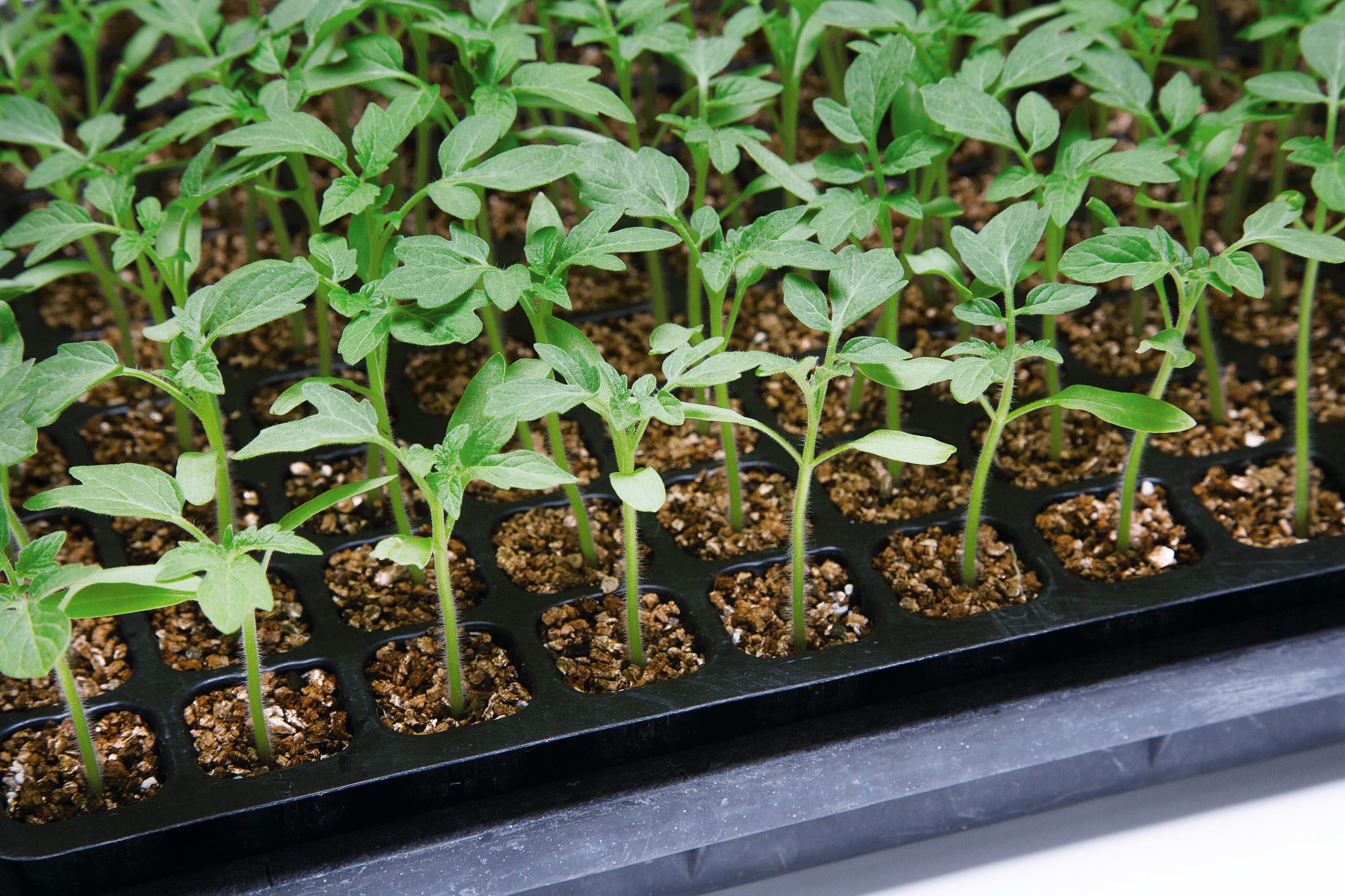 Green Rise Green Rise