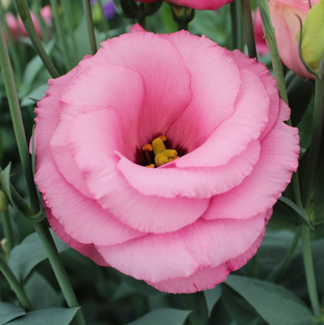 Arena IV Rose Arena IV Rose