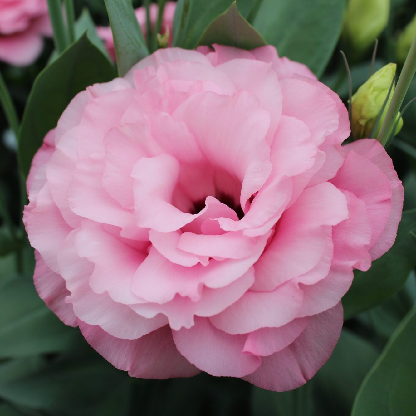 Arena III Hot Pink Arena III Hot Pink