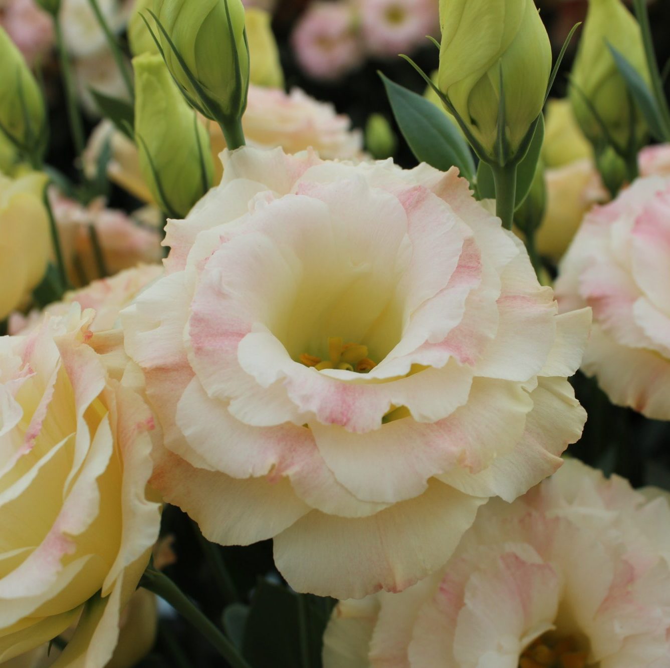 Arena III Champagne Arena III Champagne