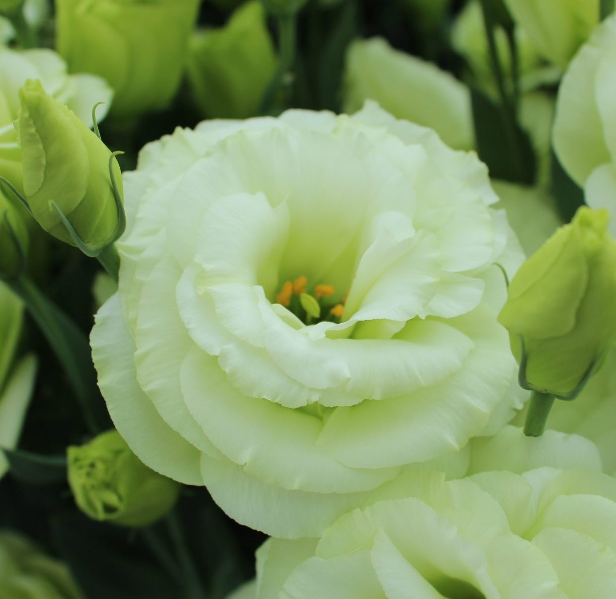 Arena III Green Arena III Green