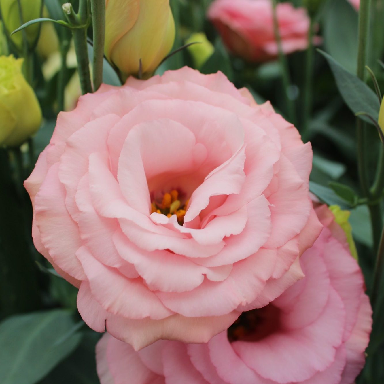 Arena III Apricot Arena III Apricot