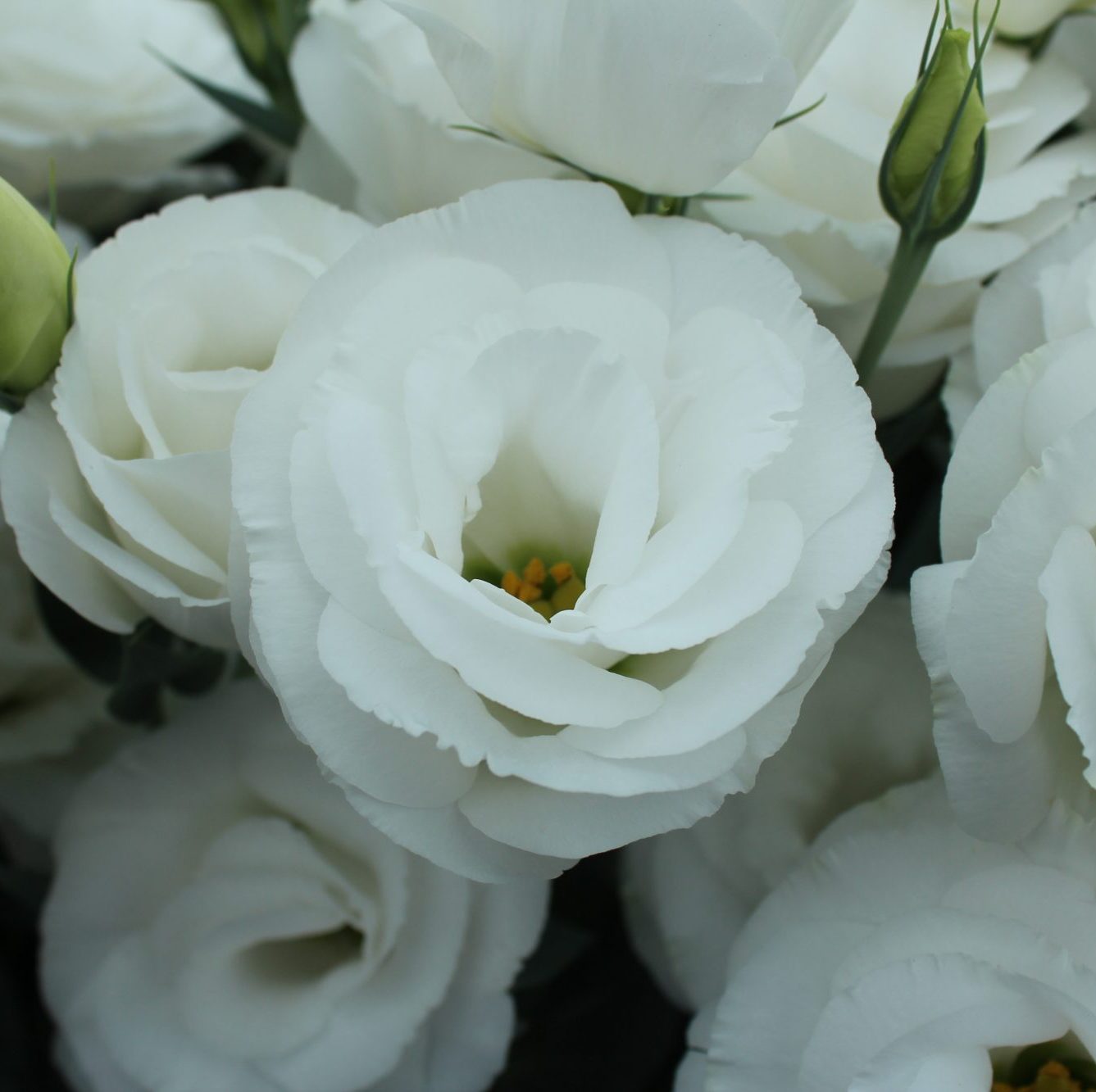 Arena I White Arena I White