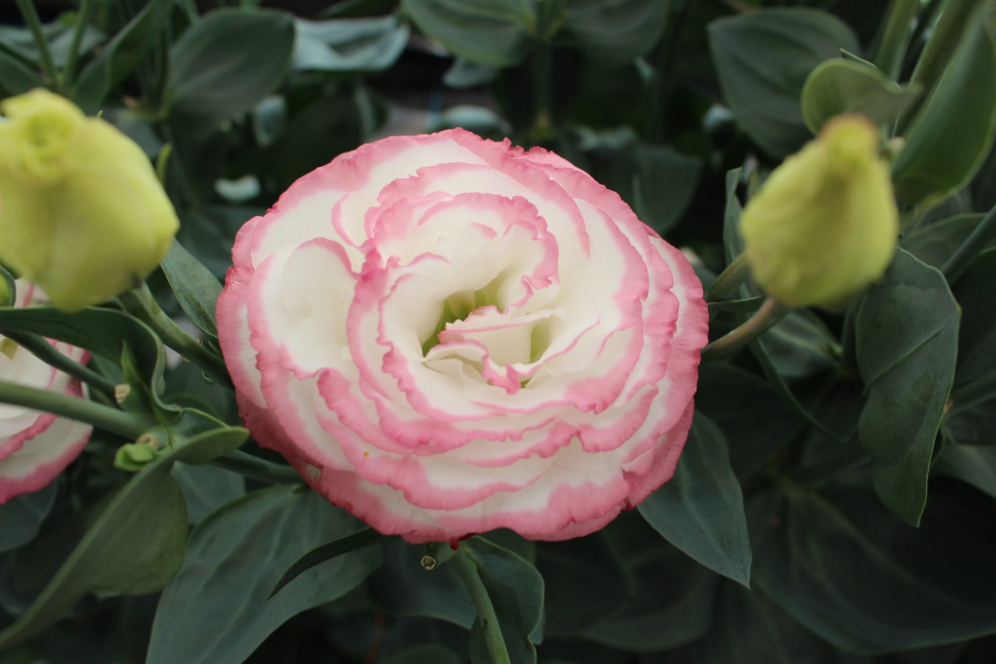 Croma III Pink Picotee Imp. Croma III Pink Picotee Imp.