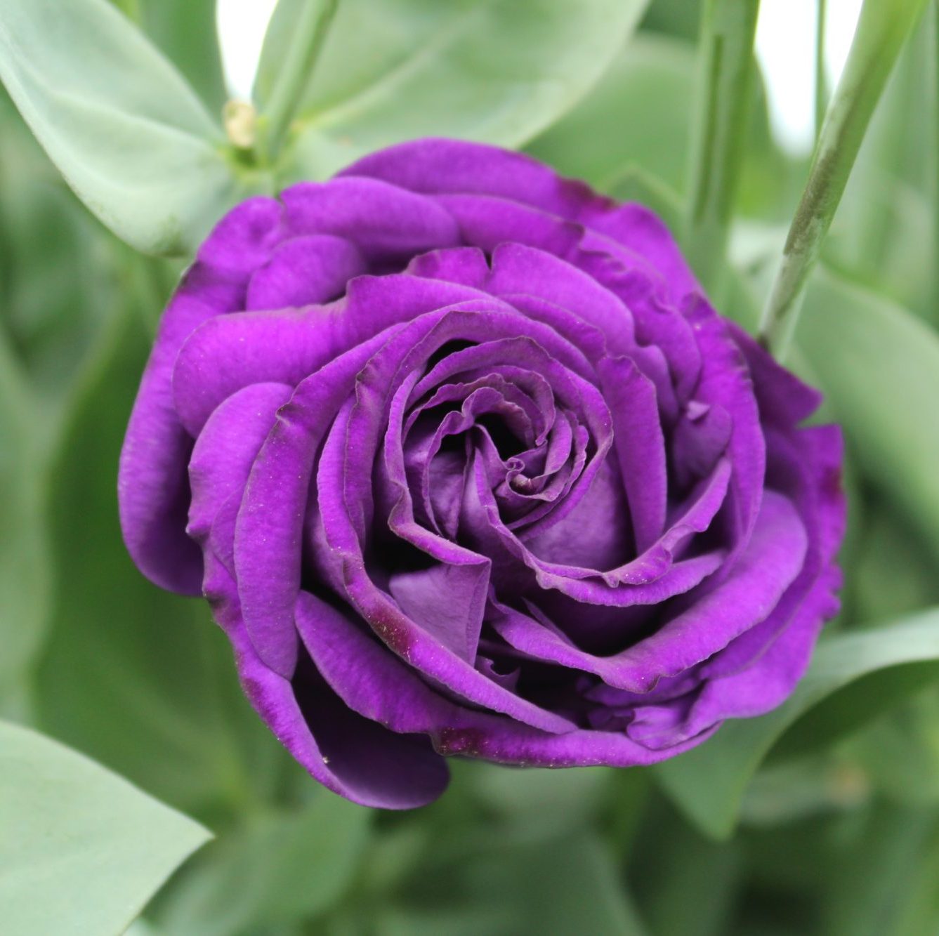 Arena III Purple Arena III Purple