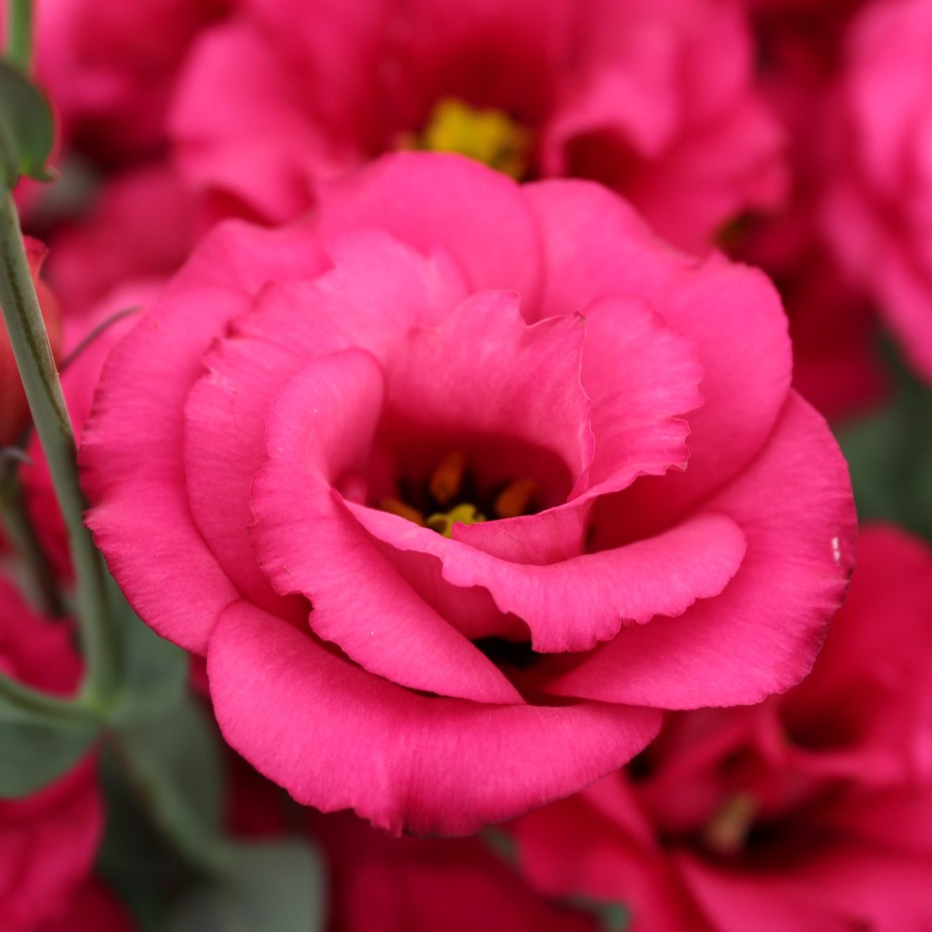 Arena III Red Arena III Red