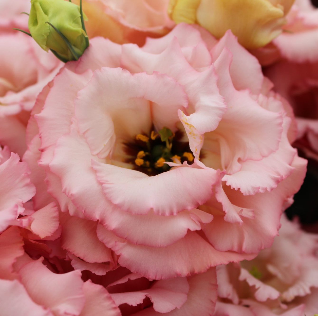 Corelli III Apricot Corelli III Apricot