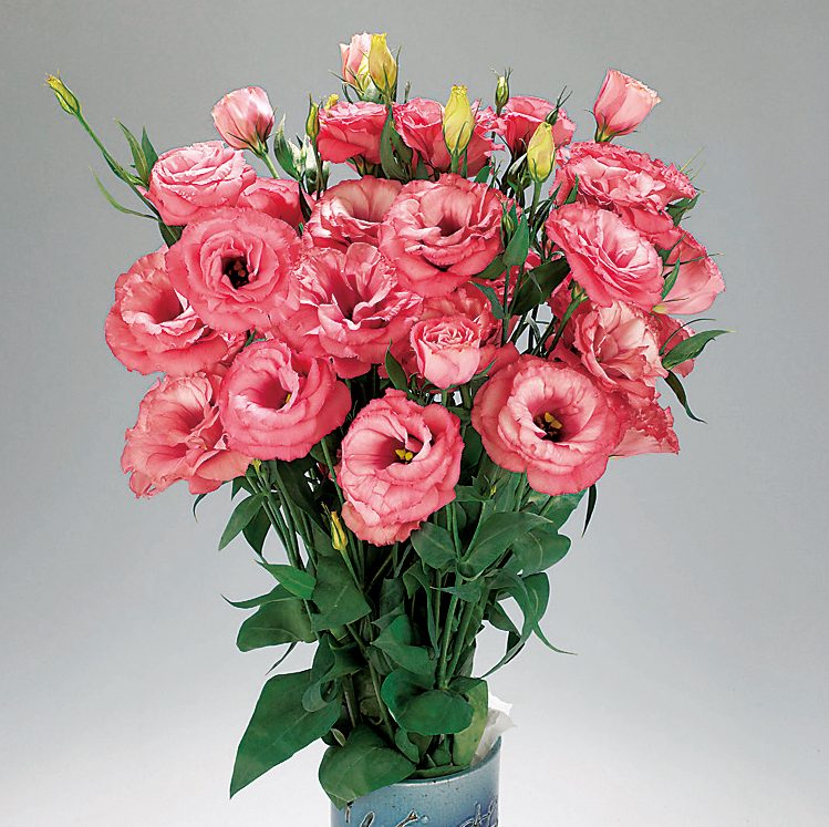 Advantage Cherry Sorbet Advantage Cherry Sorbet