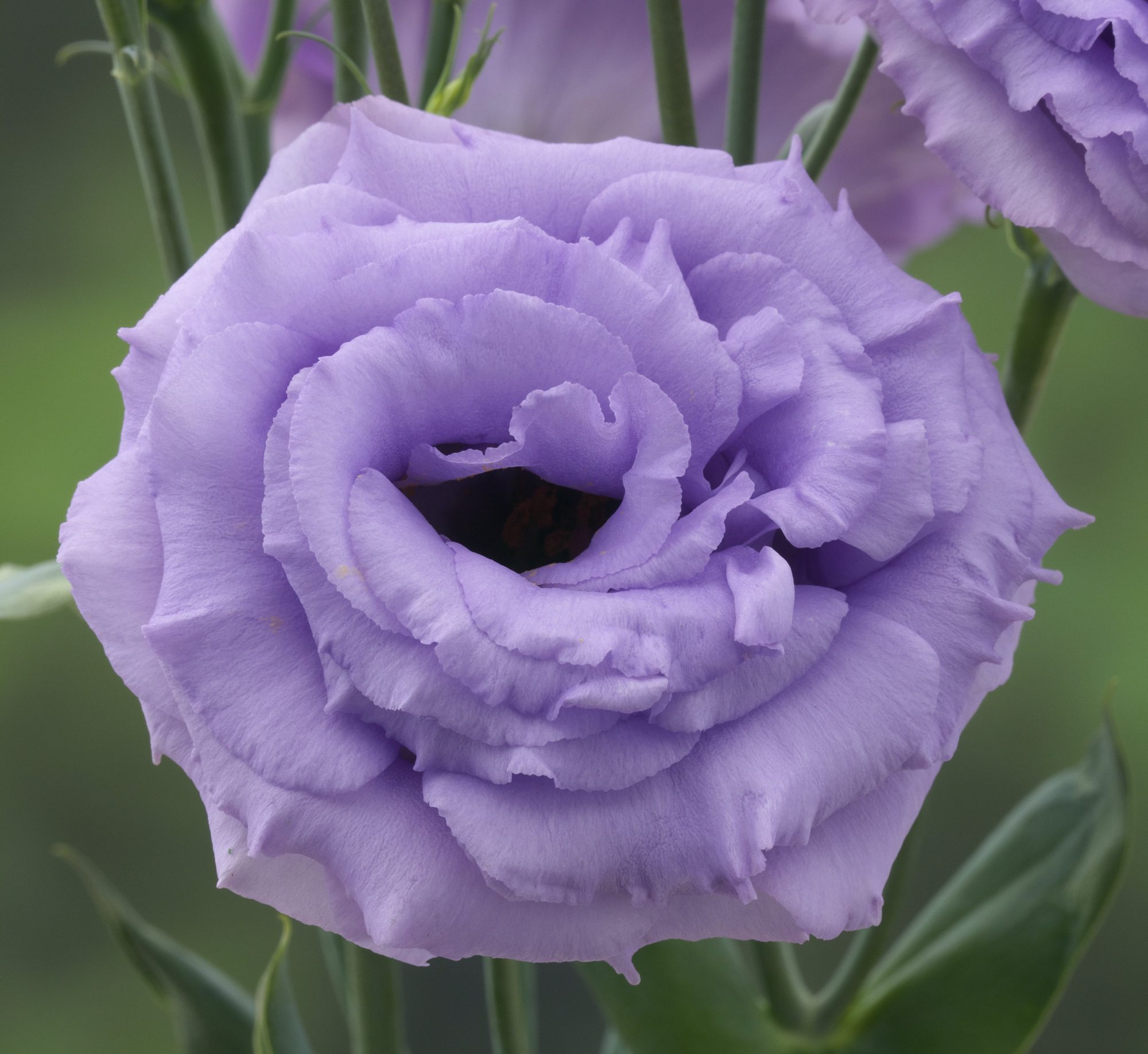 Arena III Lavender Arena III Lavender