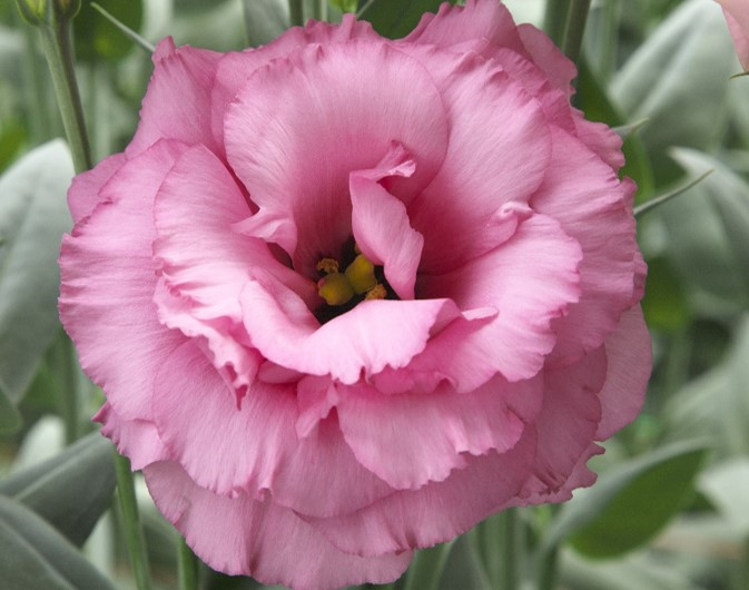 Arena III Rose Arena III Rose