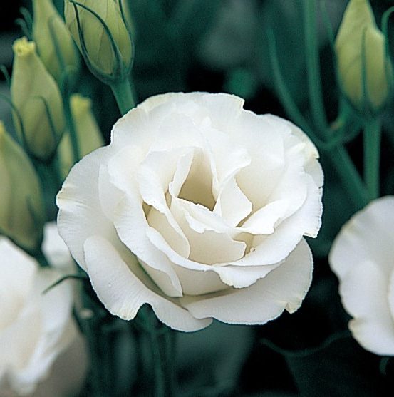 Arena IV White Arena IV White