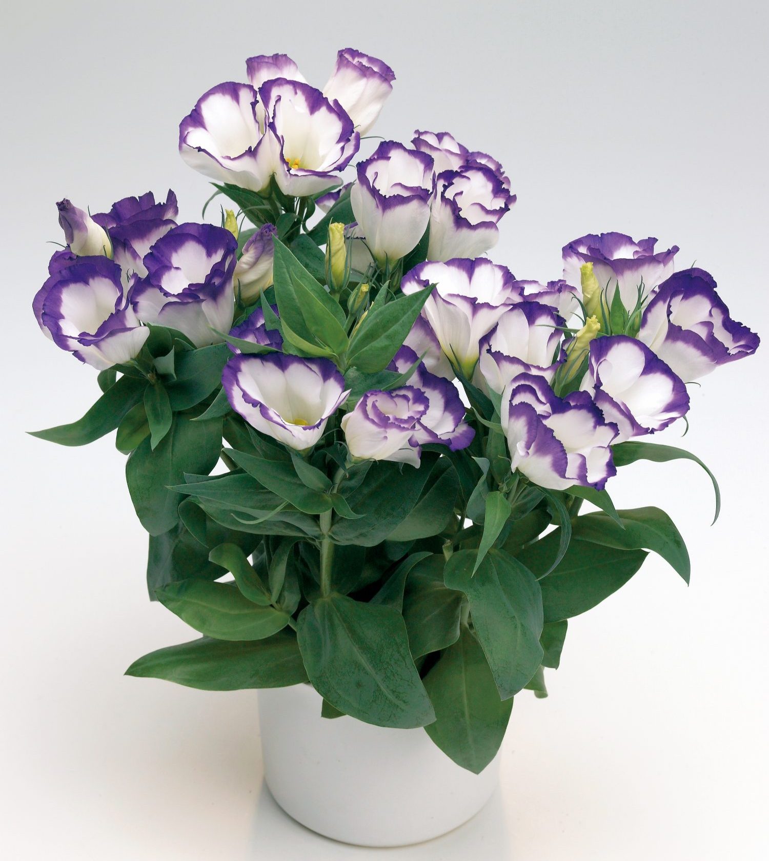 Carmen Blue Rim Carmen Blue Rim