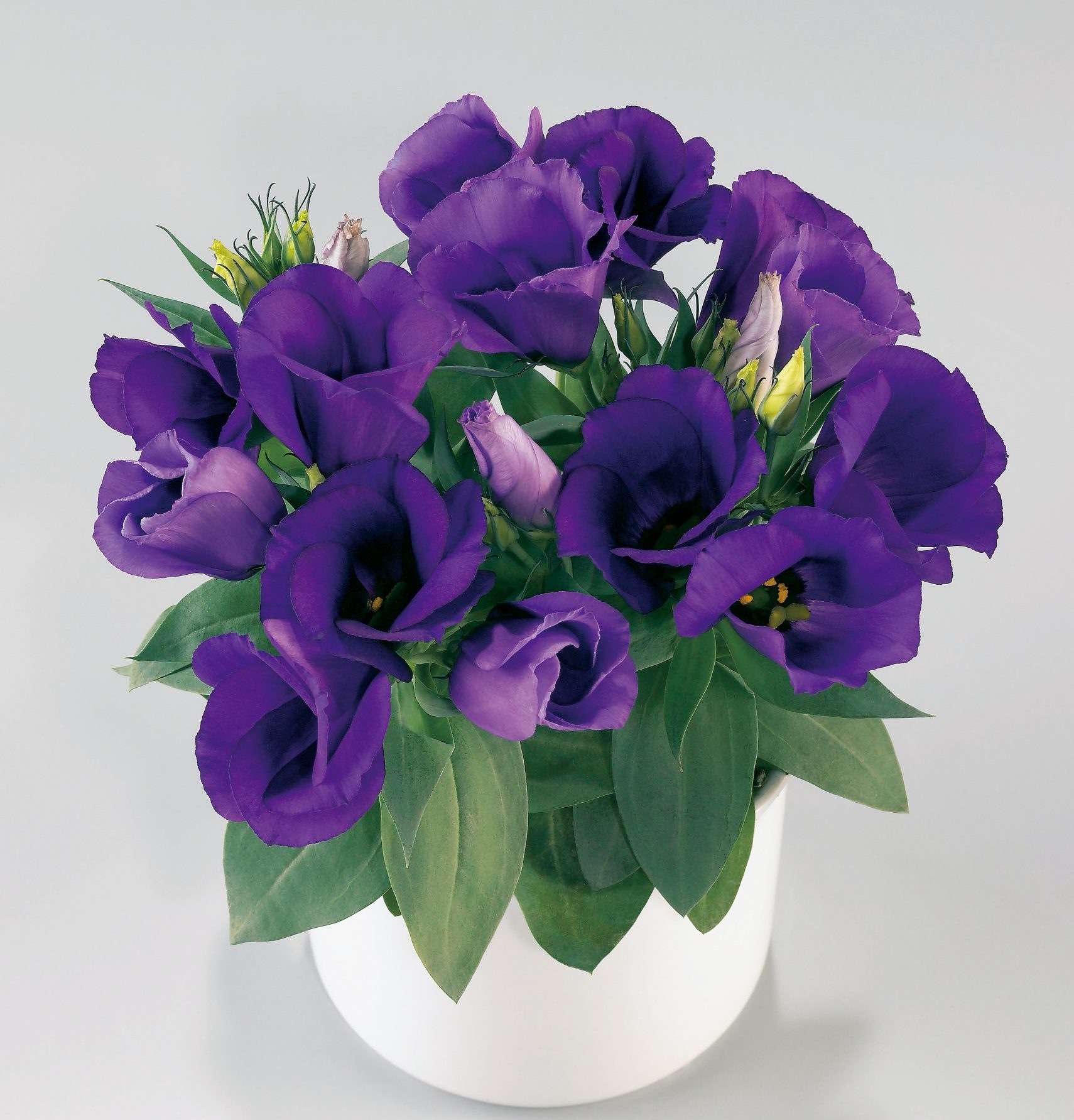 Carmen Blue Carmen Blue