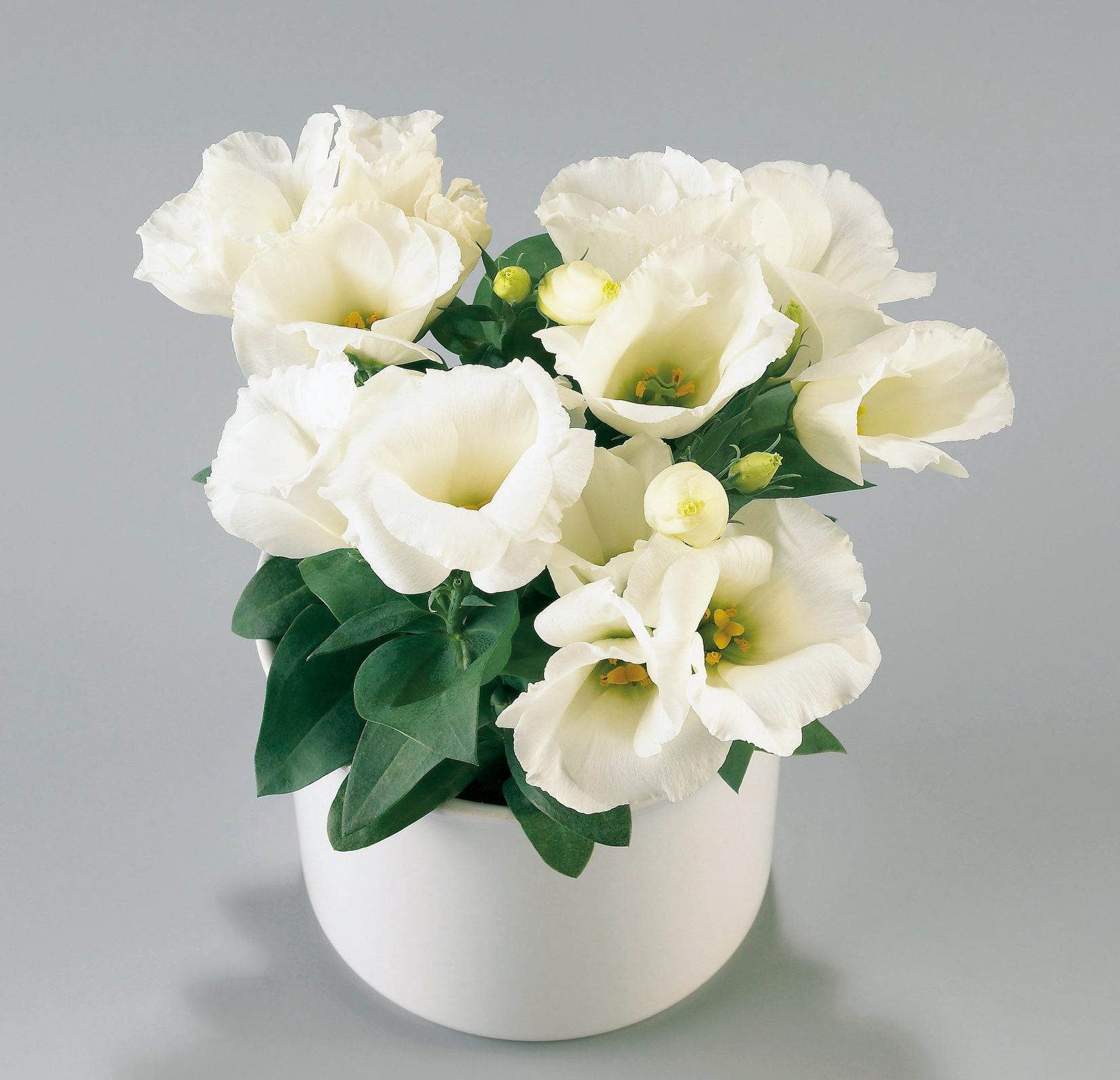 Carmen Ivory Carmen Ivory