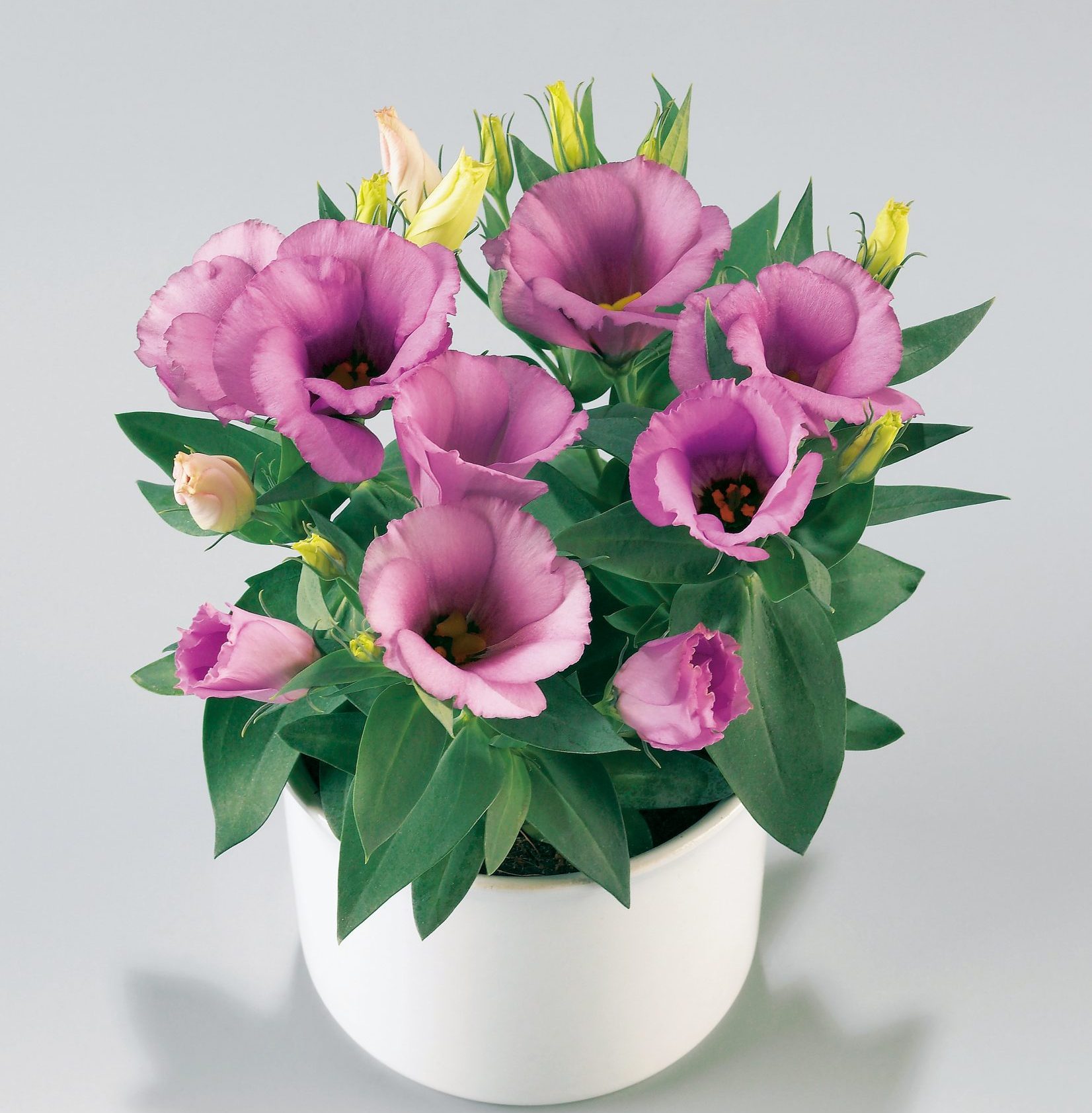 Carmen Lilac Carmen Lilac